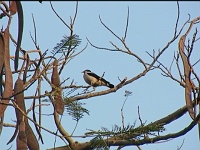 Pied myna